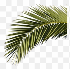 Palm Branches Transparent Png Clipart - Roystonea Regia Leaf