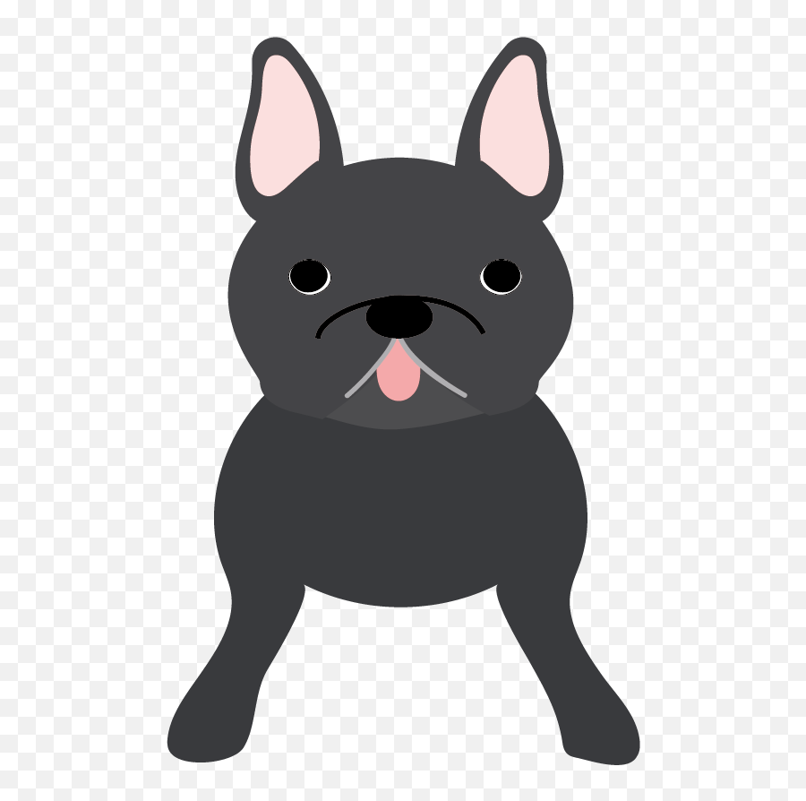 French Bulldog Boston Terrier Puppy Dog Breed - French French Bulldog Png,French Bulldog Png