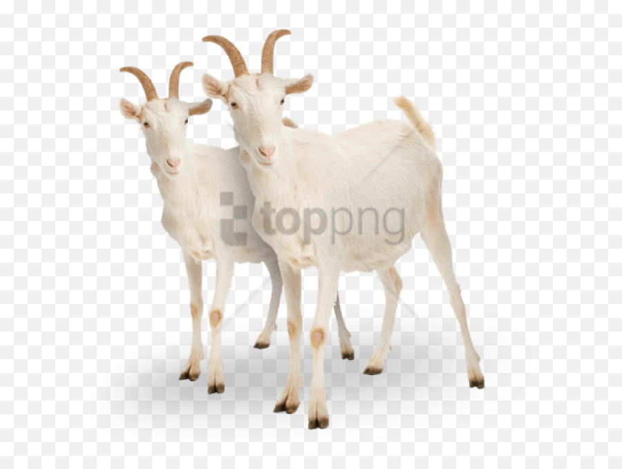 Free Png Images From Toppng - Goats Png,Goats Png