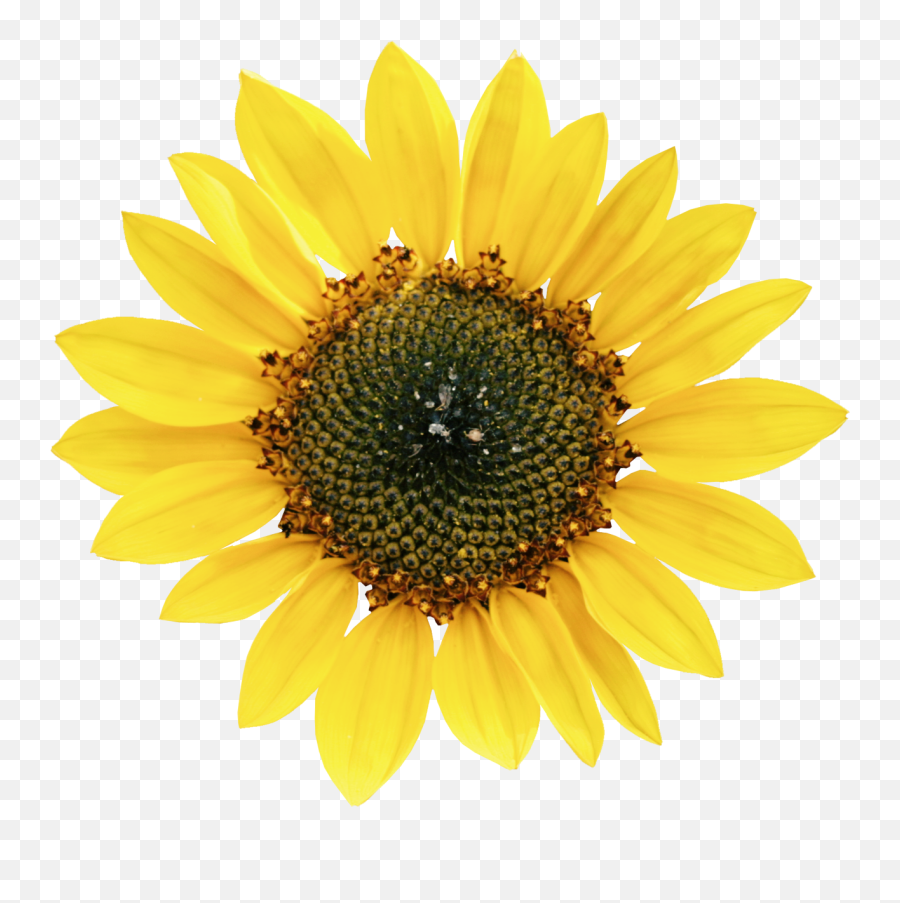 Common Sunflower Petal Seed - Sunflower Png,Transparent Sunflowers