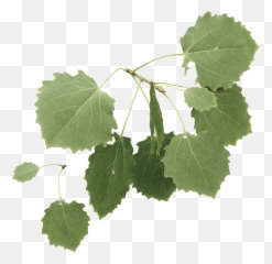 Aspen - Grapevines Png,Aspen Tree Png
