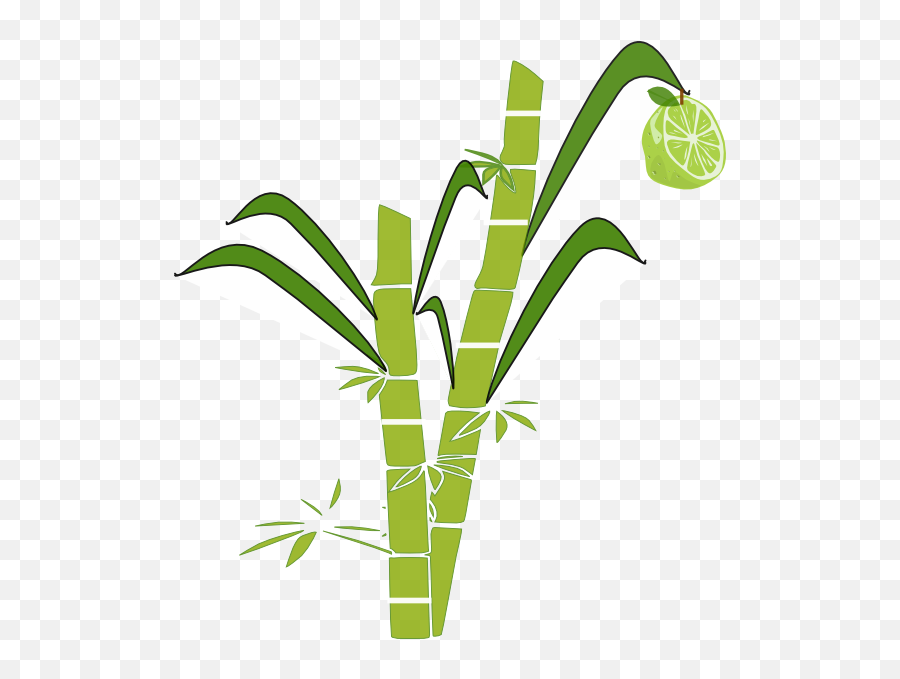 Black And White Transparent Sugar Cane - Sugar Cane Drawing Easy Png,Sugarcane Png