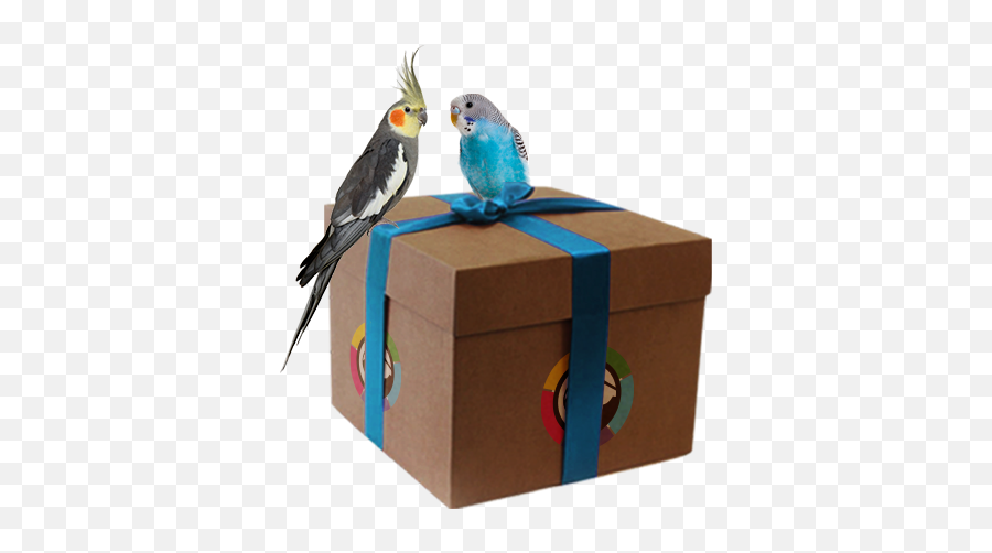 Premium Parrot Food And Toys Subscription U2013 Parcel - Cardboard Box Png,Cockatiel Icon