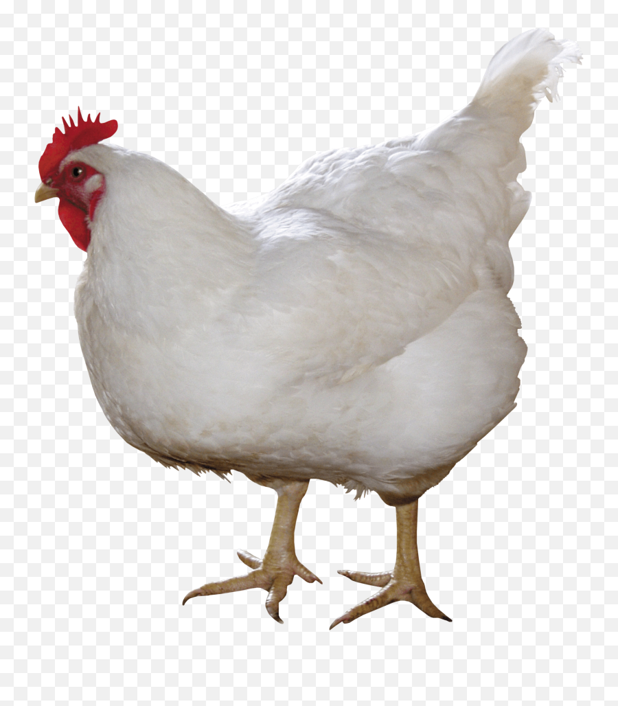 Chicken Png Images - Chicken Png,Chicken Png