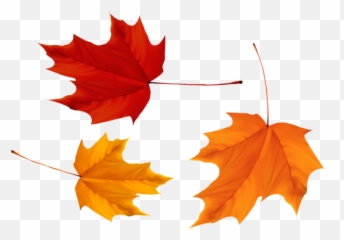 Red And Yellow Maple Leaves Png Image - Canada