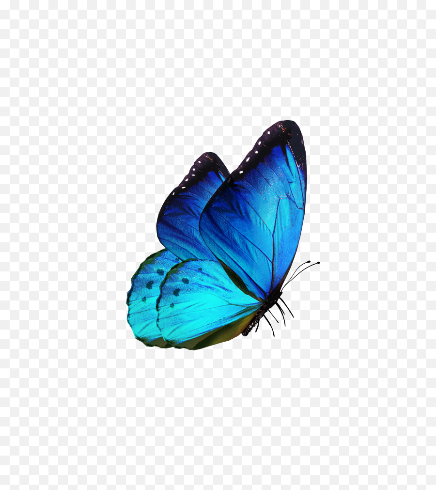 Download Hd Blue Butterfly Flying Png - Blue Butterfly,Blue Butterflies Png