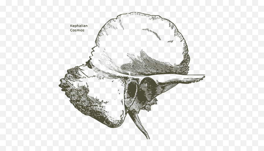 Temporal Bone Free Svg - Temporal Bone Black And White Png,Bone Transparent Background