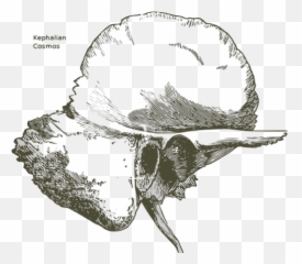 Temporal Bone Free Svg - Bone Black And White png