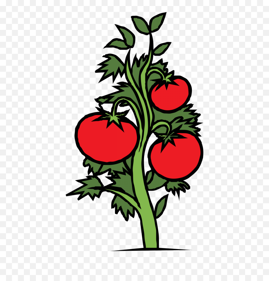 Tomato Clip Draw Transparent Png - Tomato Plant Clip Art,Tomato Clipart Png