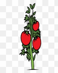 Tomato Clip Draw Transparent Png - Tomato Plant Clip Art,Tomato Clipart Png
