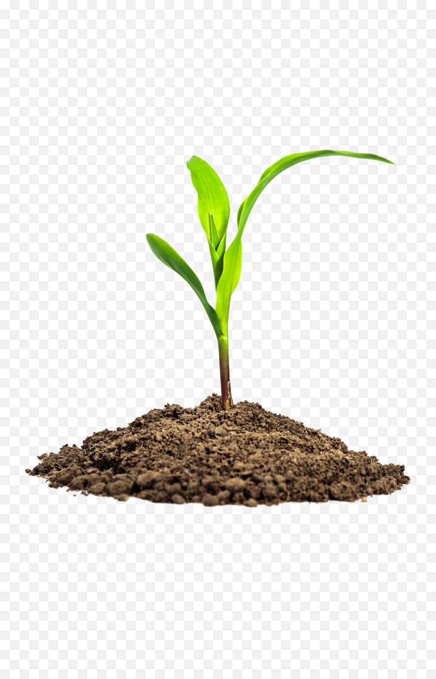 Leaves In Dirt Png Image - Purepng Free Transparent Cc0 Maize Seedling Png,Dirt Transparent Background