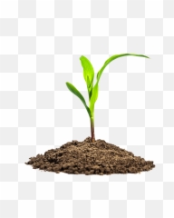 Leaves In Dirt Png Image - PurePNG Free transparent CC0 Maize Seedling Png