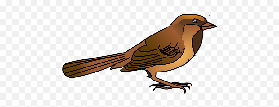 Download - Sparrowpngtransparentimagestransparent House Sparrow Png,Sparrow Png