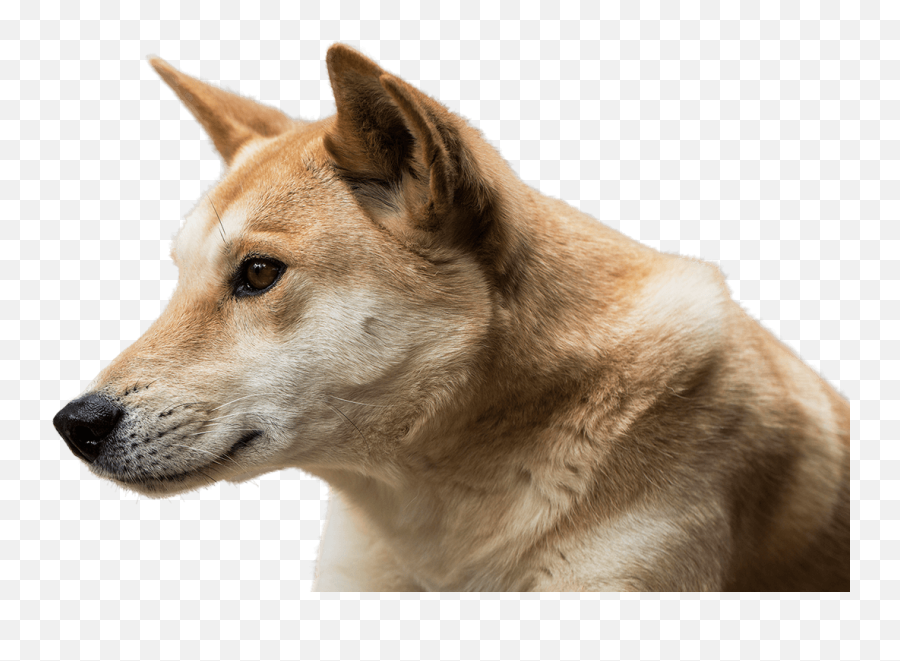 Dingo Face Png Image - Purepng Free Transparent Cc0 Png Dingo Png,Face Png