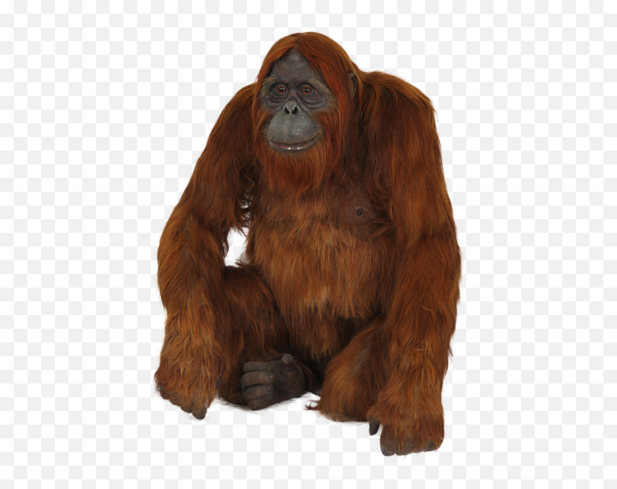 Orangutan Png Images Free Download - Orangutan Png Transparent,Orangutan Png