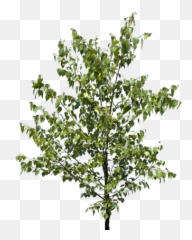 Transparent Tree Branch Texture - American Holly png