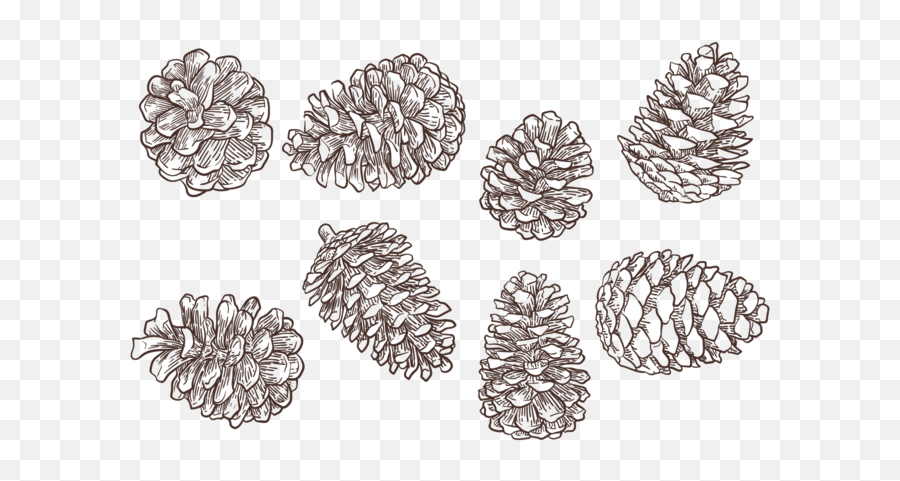 Free Hand Drawn Pine Cones Vectors - Pine Cone Vector Png,Pine Cone Png