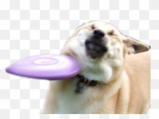 Download Dog Breed Group Like Mammal - Memes Funny Snapchat Stickers Png,Doge Png
