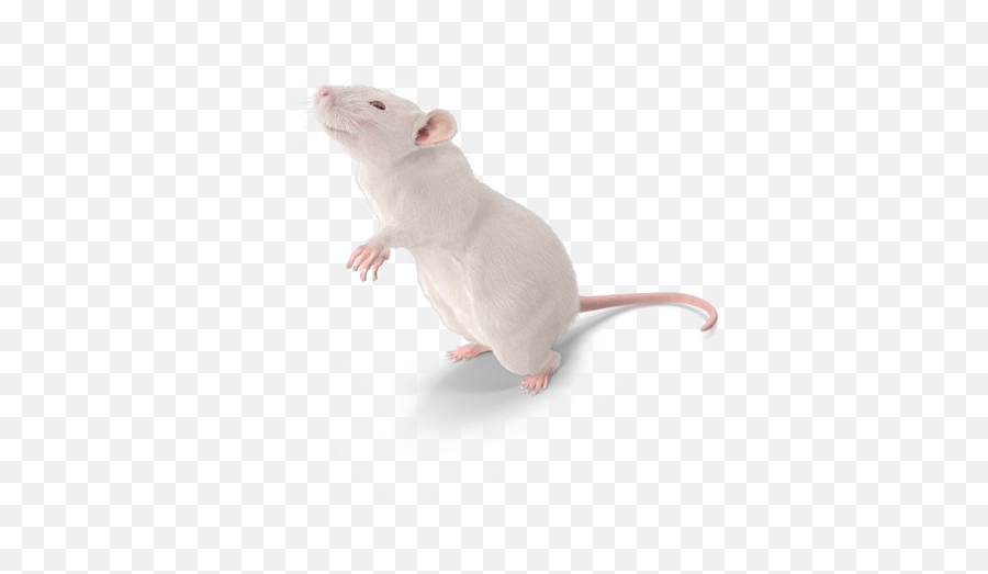 Rat Transparent Png Arts - Marsh Rice Rat,Rat Png