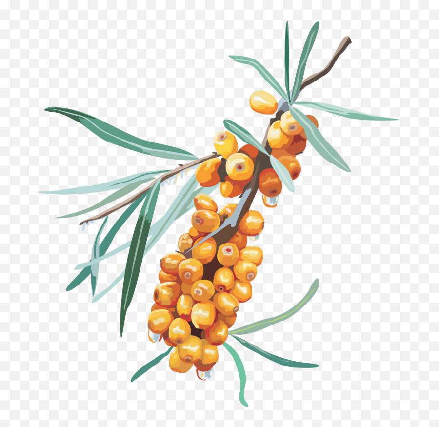 This Png File Is About Shrubs Sea Buckthorn Hippophae - Buckthorn Clipart,Shrubs Png