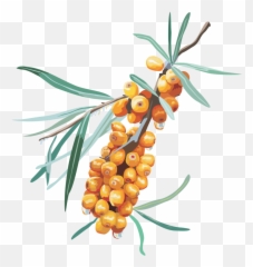 This Png File Is About Shrubs Sea Buckthorn Hippophae - Clipart
