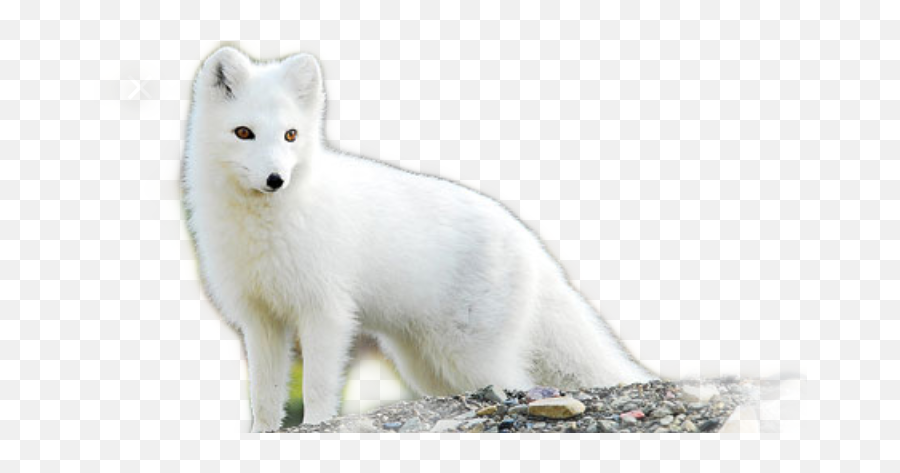 Download Arctic Fox - Arctic Fox Png,Arctic Fox Png