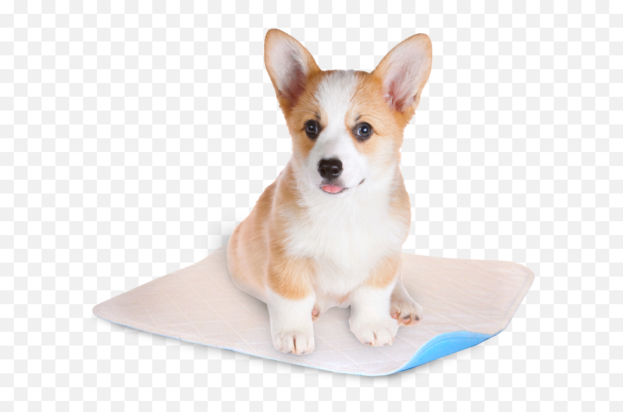 Download Free Png Pembroke Welsh Corgi - Shock Collars For Small Dogs,Corgi Png