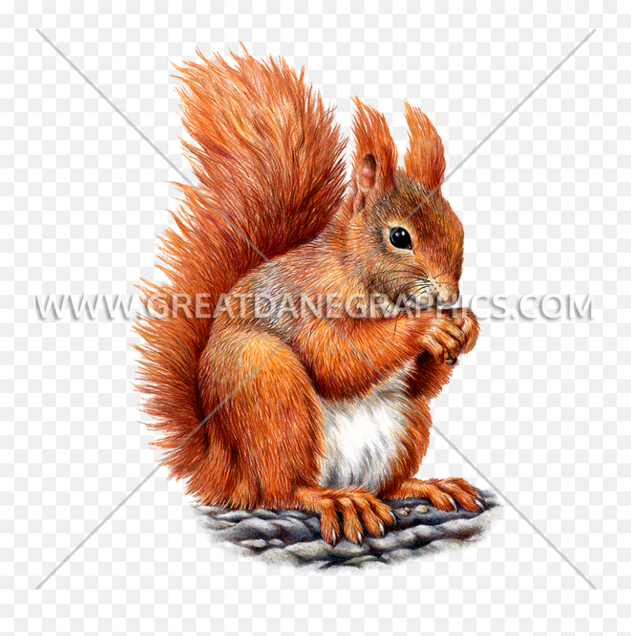 Red Squirrel Production Ready Artwork For T - Shirt Printing Red Squirrel Png,Squirrel Png