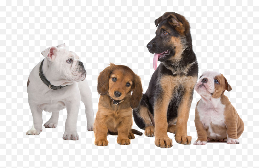 Affordable Removal In Dogs - Transparent Background Dogs Png,Dogs Transparent