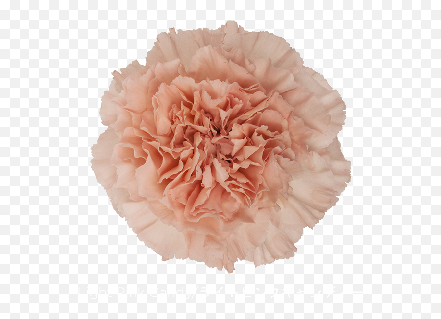 Download Colibri Flowers Carnation - Carnation Light Pink Candy Png,Carnation Png