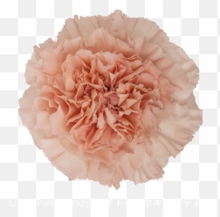 Download Colibri Flowers Carnation - Carnation Light Pink Candy Png,Carnation Png