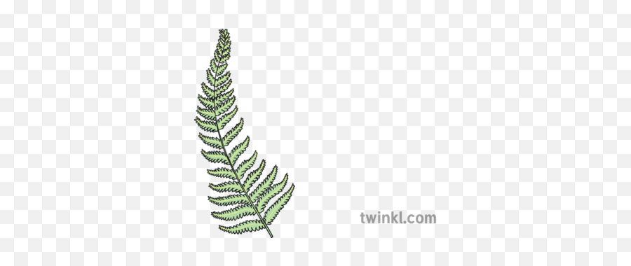 Silver Fern New Zealand Native Plants Ks1 Illustration - Twinkl Fern New Zealand Plants Png,Fern Leaf Png