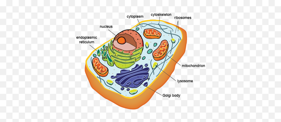 Dna Found In Eukaryotic Cells Png Image - Eukaryotic Cell Structure,Cells Png