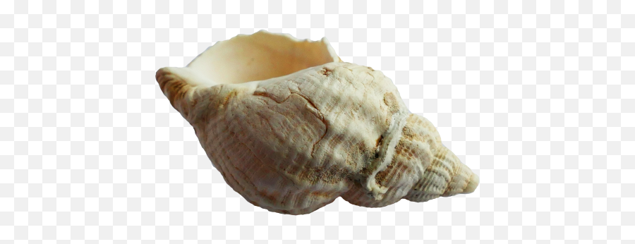 Sea Shell Png Transparent Image - Sea Shell Png,Sea Shells Png