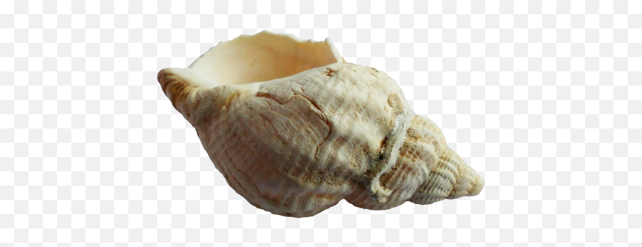 Sea Shell Png Transparent Image - Sea Shell Png,Sea Shells Png Sea Shell Png Transparent Image - Sea Shell Png,Sea Shells Png