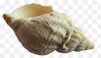 Sea Shell Png Transparent Image