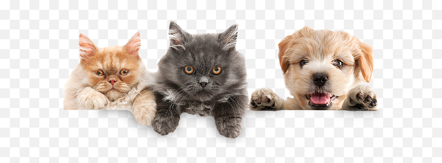 Kittens Jpeg Transparent Png Clipart - Pet,Veterinarian Png