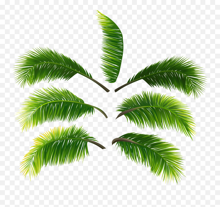 Palm Leaf Transparent Png - Palm Leaves Transparent Free,Palm Tree Leaves Png