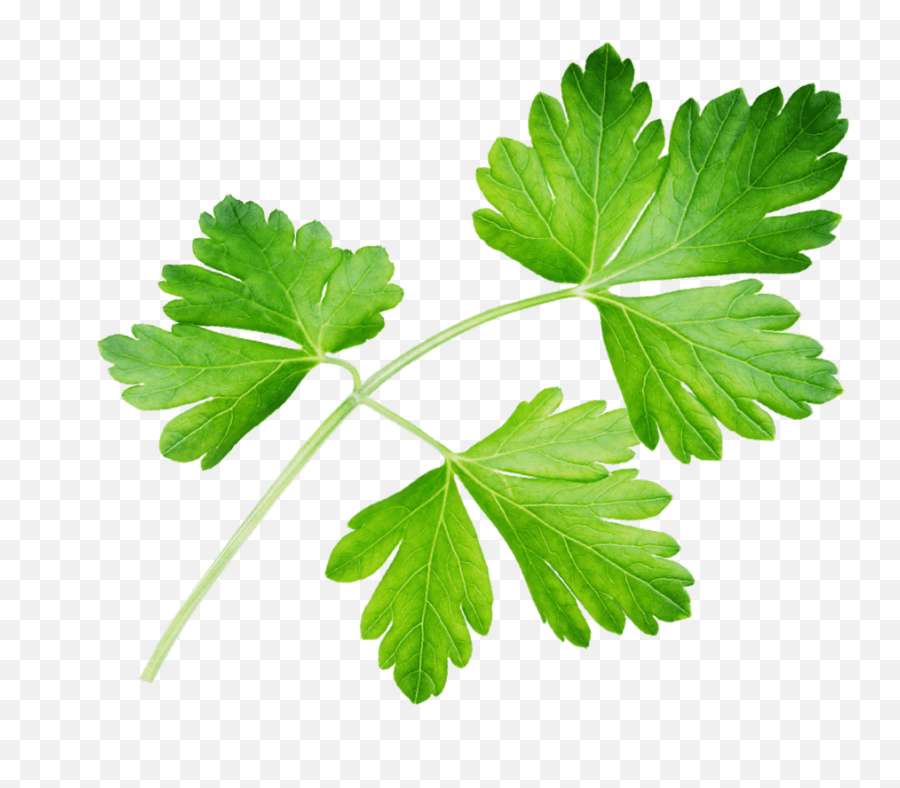 Parsley Spice Use Plant - Coriander Png,Parsley Png