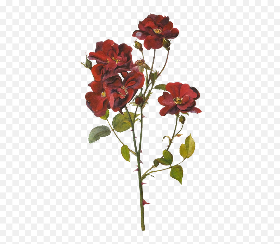 Rosa Roja Flores Pintura - Free Image On Pixabay Red Botanical Flowers Png,Red Roses Png - free transparent png images - pngaaa.com