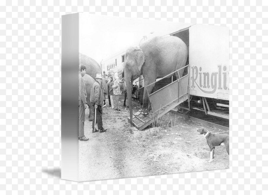 Vintage Circus Elephant Unloading By Retro Images Archive - Indian Elephant Png,Circus Elephant Png