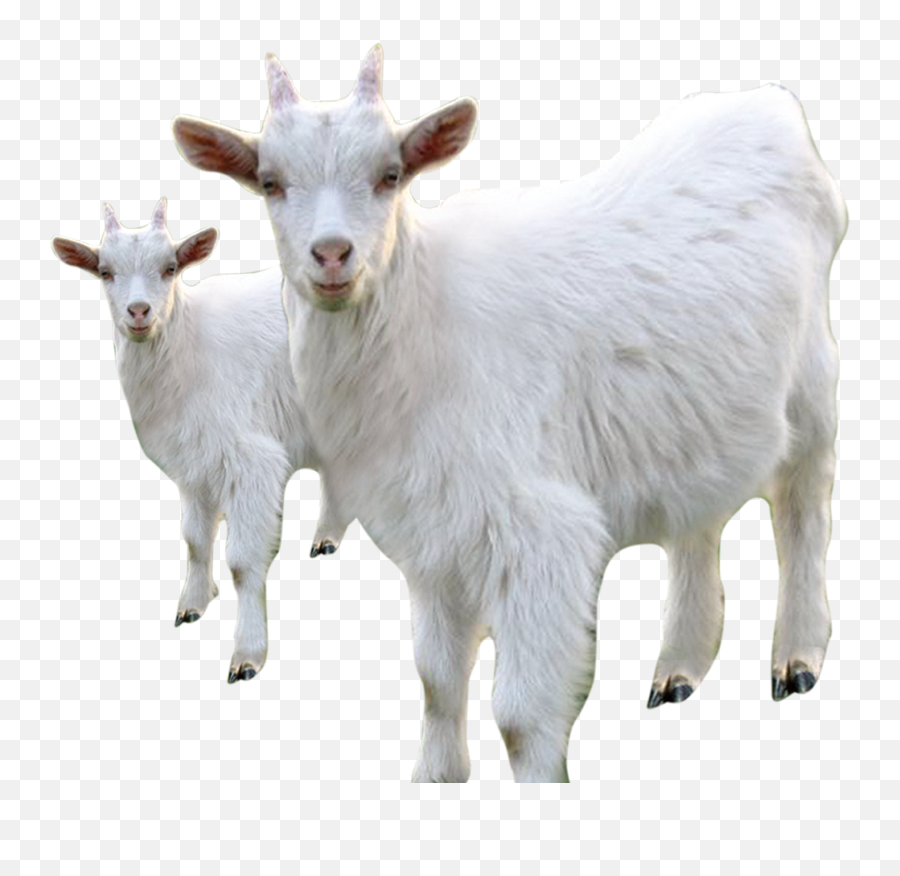 Goat Sheep Milk Livestock - White Goat Png,Goats Png