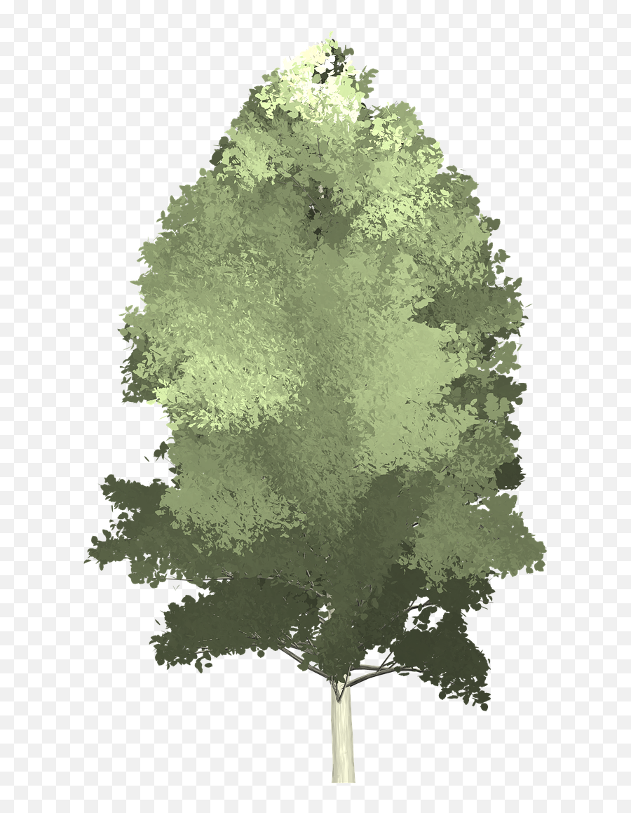 Tree Painting Aspen Trees - Juniper Png,Aspen Tree Png