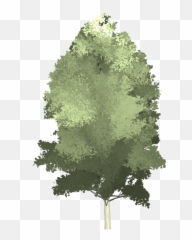 Tree Painting Aspen Trees - Juniper Png,Aspen Tree Png