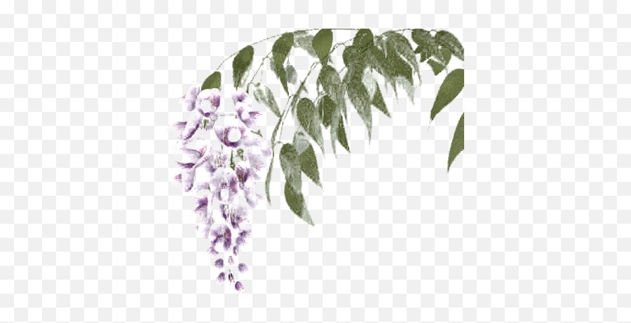 Wisteria Transparent Png Image - Twig,Wisteria Png
