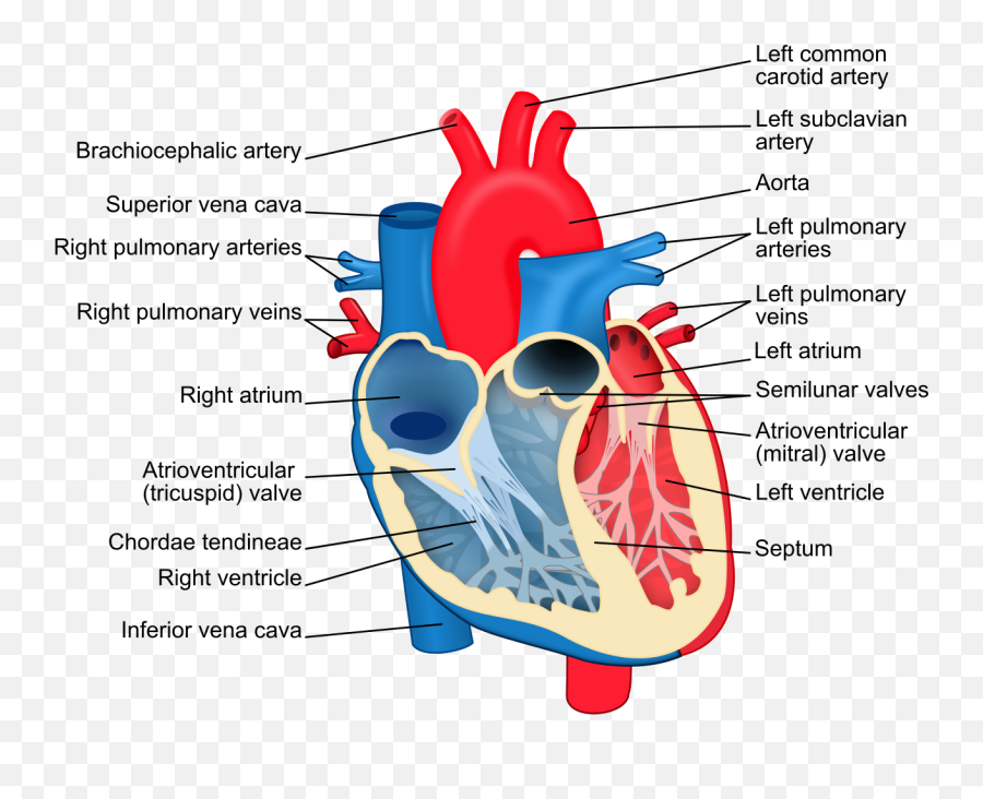 Fileheart Diagram - Ensvg Wikimedia Commons Heart Diagram With Labels Png,Heart Filter Png