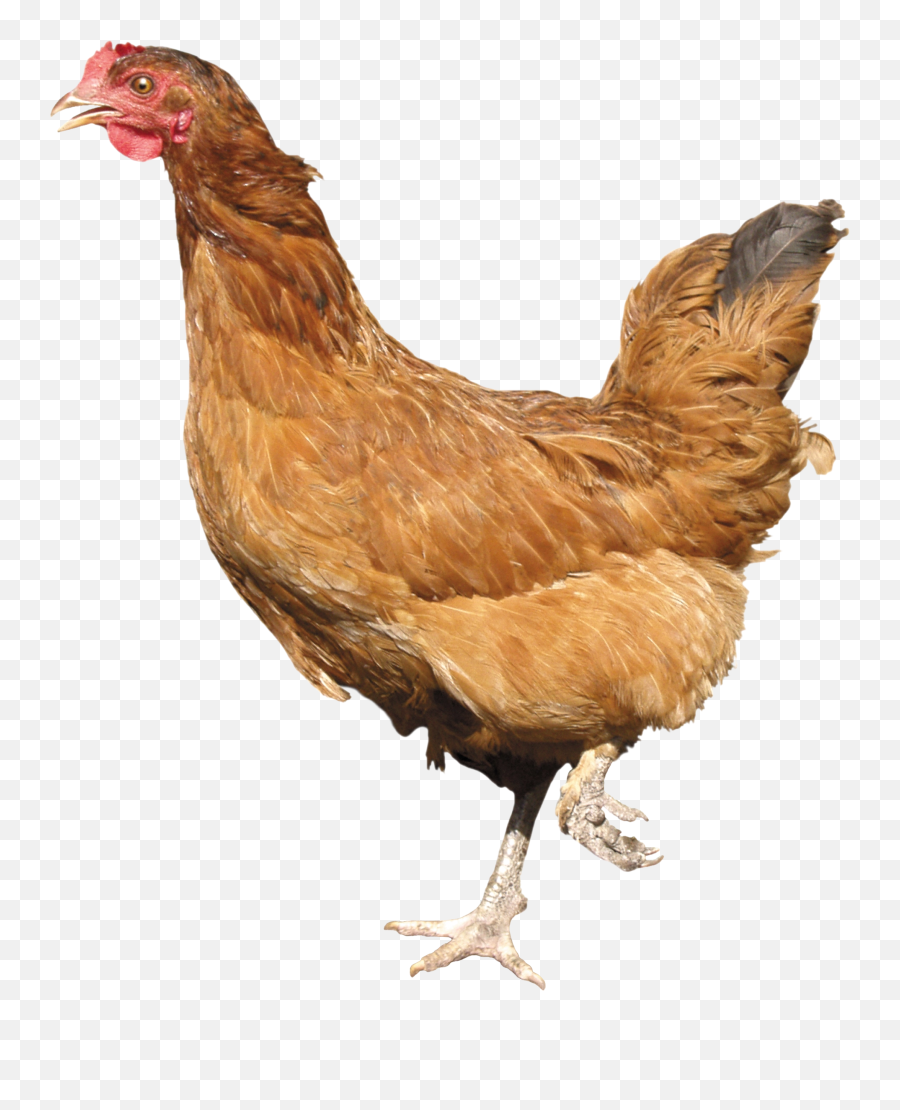 Chicken Png Images - St Day Chicken,Chicken Png