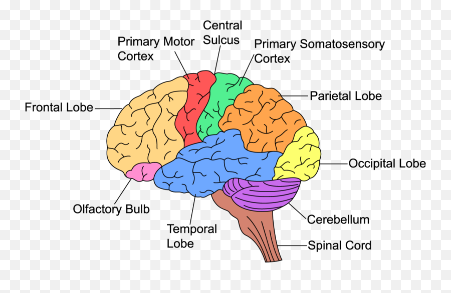 What Is Executive Function - Braincheck Executive Functions Of The Brain Png,Human Brain Png
