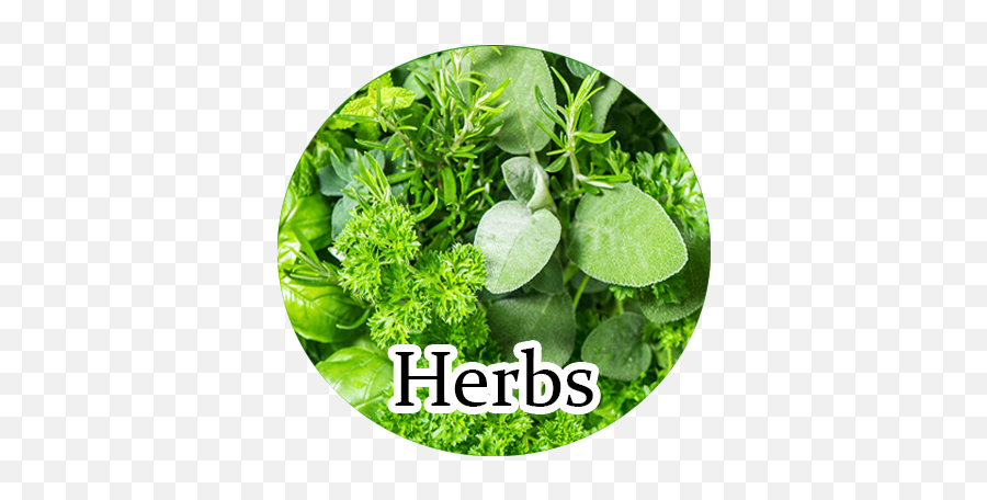 Herbs - Fat Burning Herbs Png,Herbs Png