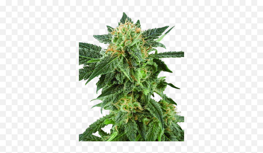 Top 3 Cannabis Strains In New York U2013 Buy Seeds For - American Haze Png,Weed Transparent Background